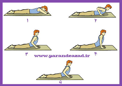 ,بوجانگ آسانا,Bhujang asana ,Cobra,مار کبری,باشگاه یوگا,چاکرادرمانی,یوگادرمانی,یوگا,آموزش یوگا در کرج, کلاس یوگا در کرج, باشگاه یوگا در کرج, یوگا, یوگاکرج, یوگا کرج ,یوگا در کرج, یوگا عظیمیه, باشگاه یوگا, مدیتیشن, مراقبه, یوگا برای بانوان, یوگا البرز,yoga, Meditation, یوگا استان البرز, یوگای بانوان کرج, یوگاالبرز, یوگا در البرز, ریلکسیشن, تنفس درمانی, آرامش درمانی , باشگاه یوگا کرج, یوگاعظیمیه, یوگا عظیمیه, یوگامهرشهر, یوگا مهرشهر, یوگا گوهردشت, یوگاگوهردشت, یوگا البرز, یوگا, کلاس یوگا, یاشگاه بانوان, یوگای تخصصی کرج, باشگاه یوگاکرج, یوگای خوب, یوگا البرز, باشگاه برتر کرج, باشگاه برگزیده البرز, مرکز یوگای استان البرز,یوگا, کلاس یوگا, یاشگاه بانوان,راه یوگا,سیمین صدیق ابراهیم نیا,پرنده آزاد یوگا,