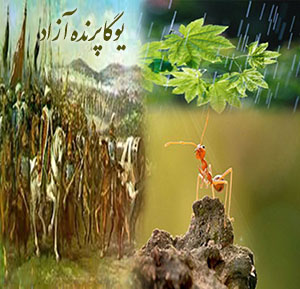 ♥  داستان های آموزنده ♥ سلیمان نبی و مورچه عاشق ♥ باشگاه یوگای علمی کرج ♥ آکادمی یوگا در کرج ♥ مکان تخصصی یوگا در عظیمیه کرج ♥ مرکز یوگای استان البرز♥  دارما ♥  آهیمسا ♥  حضرت سلیمان ♥  