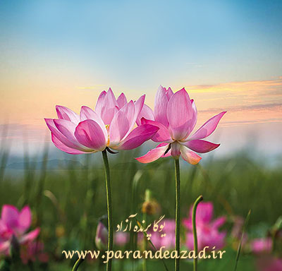 ♥ مرکز یوگای تخصصضی کرج ♥ باشگاه یوگا پرنده آزاد ♥ سفر زندگی ♥ حضور ♥ تست روانشناسی♥ آکادمی یوگا در عطیمیه کرج ♥ خودسازی ♥ خودشناسی و خداشناسی ♥ مکان تخصصی یوگا در عظیمیه کرج ♥ کانون یوگای استان البرز  ♥
