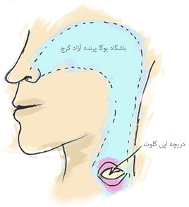 تنفس اوجائي, تفس تکبری,,پرانایاما,تمرینات تنفسی یوگا,پرنده آزاد یوگا ,یوگا, باشگاه یوگا, چاکرادرمانی,آموزش یوگا در کرج,کلاس یوگا در کرج, باشگاه یوگا در کرج,یوگاکرج, یوگا کرج,یوگا عظیمیه,مدیتیشن,مراقبه, یوگا برای بانوان, یوگا البرز, یوگا استان البرز,یوگاالبرز,یوگای خوب,باشگاه برتر کرج, باشگاه برگزیده البرز,یوگای تخصصی,